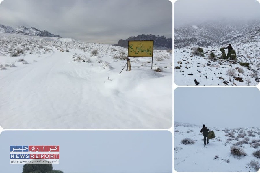 سردی و یخبندان هوا و داستان حیات وحش