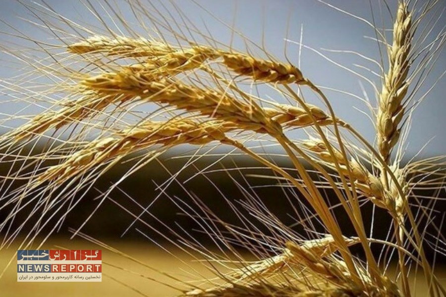 دستاوردهای جهاد کشاورزی فارس در روز ملی گندم و نان تبیین شد