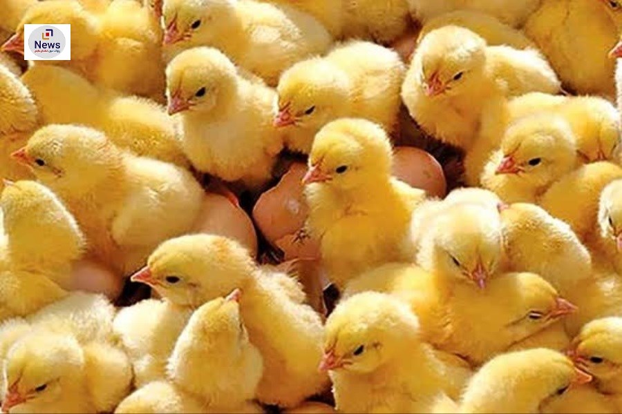 تصویر بیضا دومین تامین کننده مرغ استان فارس