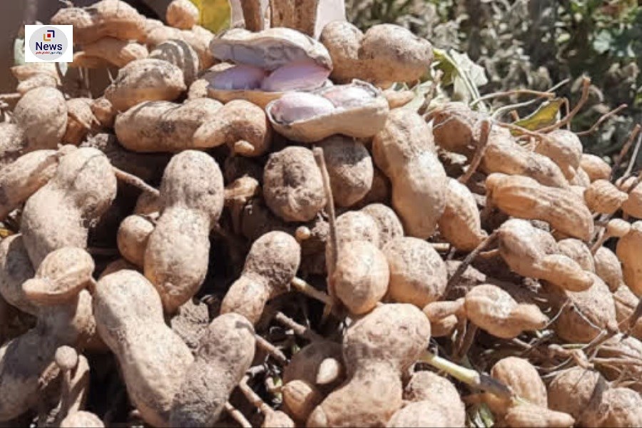 2500 کیلوگرم بادام زمینی در بیضا تولید شد