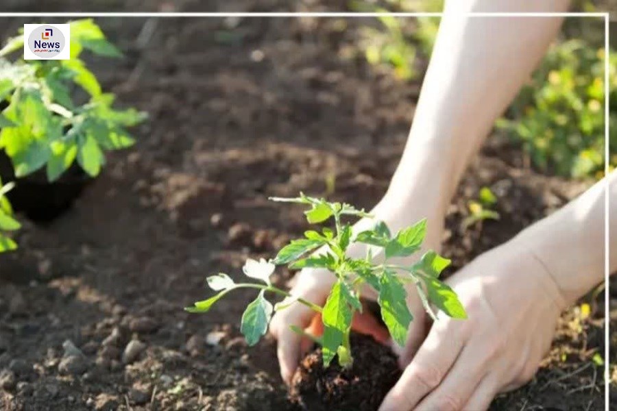 کشت نشایی گوجه فرنگی در ۱۲۰۰ هکتار از اراضی ارسنجان آغاز شد