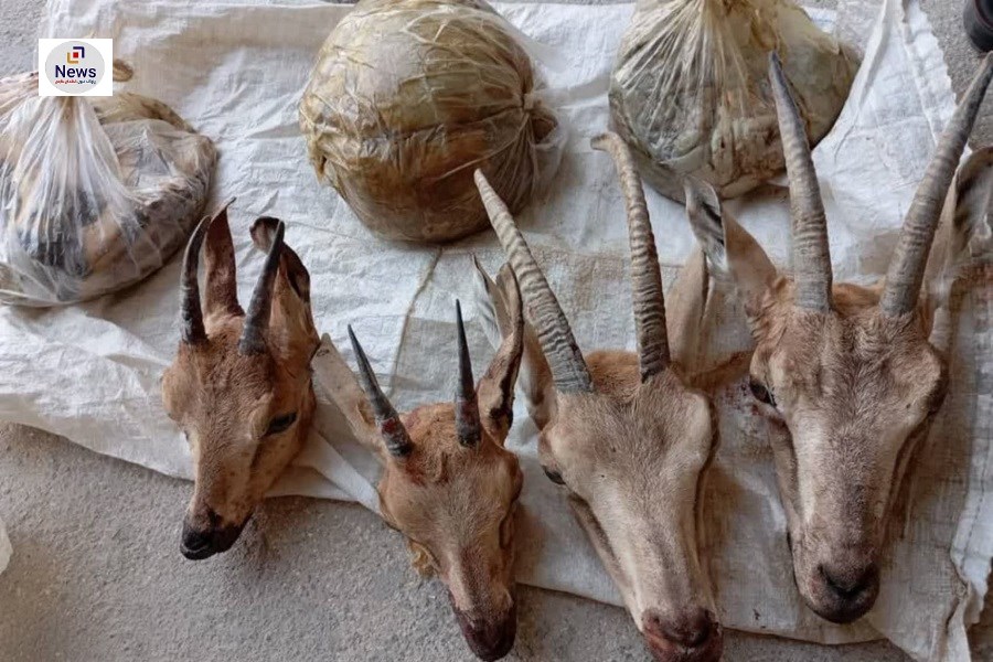 دستگیری شکارچیان غیرمجاز کل و بز در کوه هوا؛ کشف ۴ لاشه و سلاح غیرمجاز