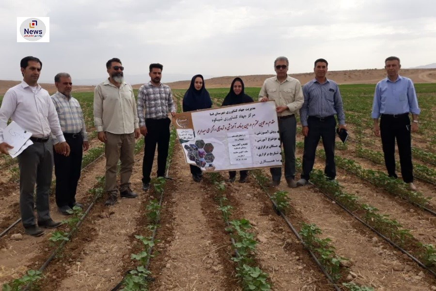 کشت پنبه در فسا: پایان کار بر روی 2 هزار هکتار زمین