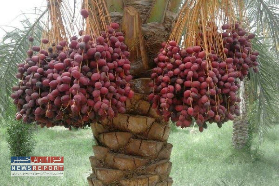 رییس جهاد کشاورزی بافق خبر داد:  افزایش ۱۰ درصدی برداشت خرما در بافق همزمان با آغاز جشنواره خرما