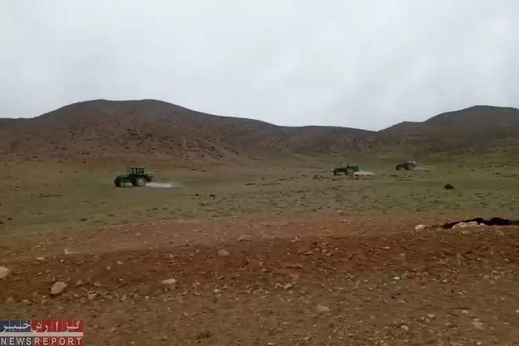 ظهور ملخ های شکم بادمجانی در مراتع شمال فارس